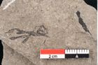 Foto (Detailansicht) von Cystoseira communis Unger (NHMW-GEO-2024-0188-6637)